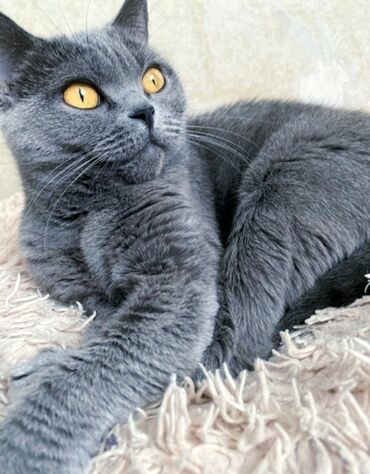 купить кошку вислоухий: Британская короткошёрстная, 6 месяцев, Девочка, Голубой, Приучена к лотку, Проглистована