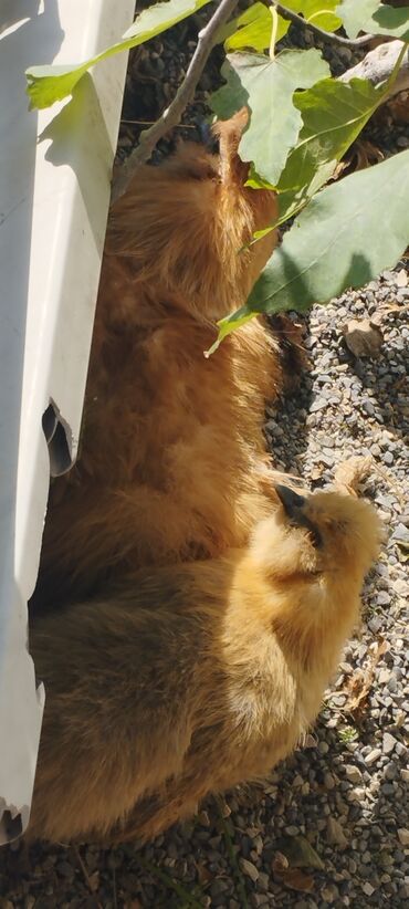 Xoruzlar: PON POn xoruzu satilir tekce — 12