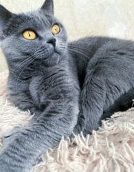 отдам котенка в добрые руки: Британ кыска жүндүү, 6 айлык, Ургаачы, Көгүлтүр, Эмделген, Лотокко барууга үйрөтүлгөн, Курттардан тазаланган