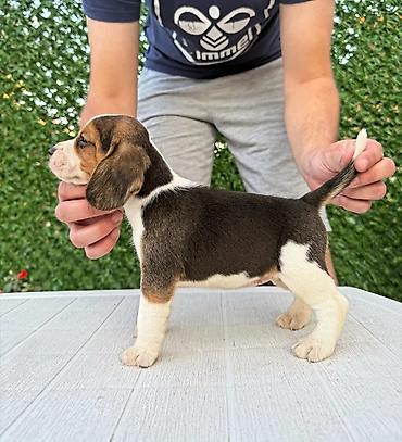Psi: ŠTENCI BIGLA – The Lovely Dogs Pogledajte vrhunski kvalitet naših — 9