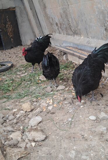 Avstrolop xoruzlar satilir. 5 ayliq.4 dənədi. Hamisi bir yerdə