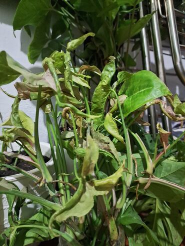 комнатные цветы семена: Комнатные цветы