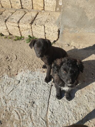 İtlər: Zvonok, 2 ay, Erkek — 7