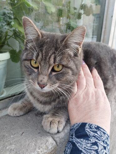 сиамская кошка: Отдам в заботливые руки кошечку 9 месяцев, добрую, умную, упитанную с