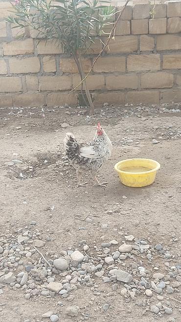 cücə və xoruz: Salam həyət toyuqları satılır. yumurtalıq 1 illik, 1 ədədidinin — 5