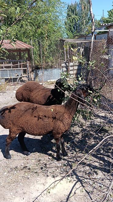 собака кочкор ата: Продаю | Овца (самка) | Арашан | Для разведения — 1