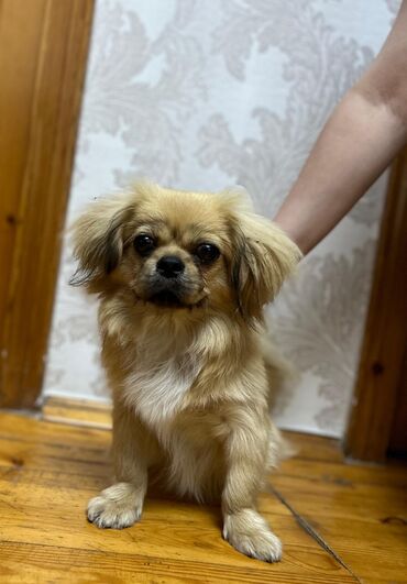 İtlər: Pekines, 8 ay, Dişi, Ünvandan götürmə