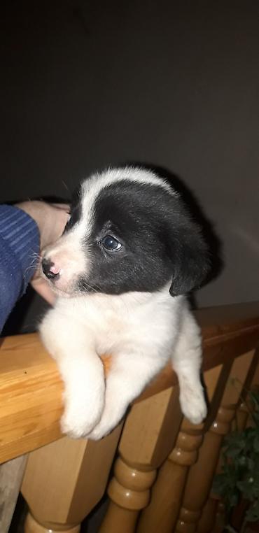 İtlər: Zvonok, 2 ay, Erkek, Peyvəndli — 3