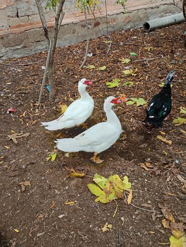 Hinduşka: Dişi, Damazlıq, Ünvandan götürmə — 4