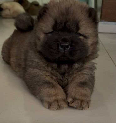 Psi: Čistokrvni CHOW-CHOW štenci Na prodaju čistokrvni CHOW-CHOW štenci — 4