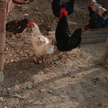 Xoruzlar: Sort xoruzlardır qarışıqda var sortlarda var 10 aylıqdı. Real almaq -da lalafo.az — 9 Xoruzlar: Sort xoruzlardır qarışıqda var sortlarda var 10 aylıqdı. Real almaq — 9