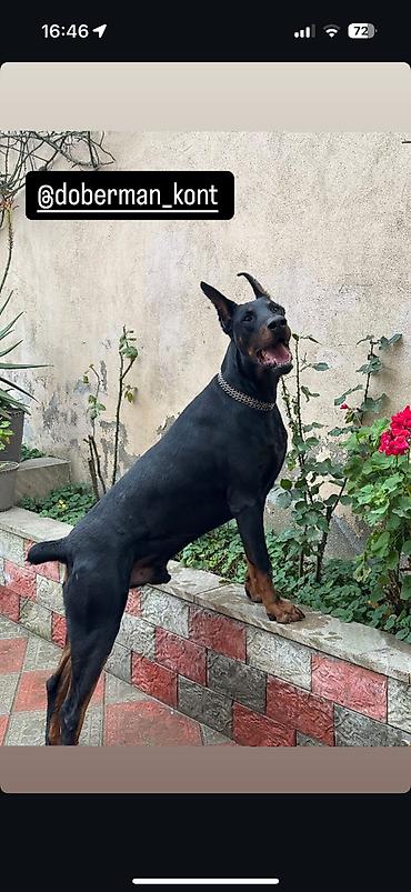 cütlük: Doberman, 3 il, Erkək, Cütləşmə üçün — 2