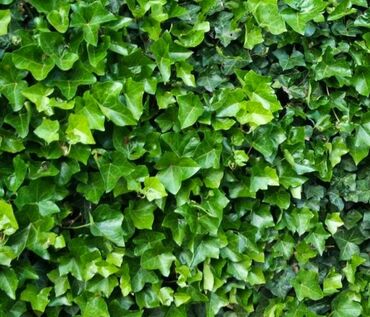 садовый декор: Вечнозелёный вьюн — плющ (Hedera). Пришла осень, можно приступить к