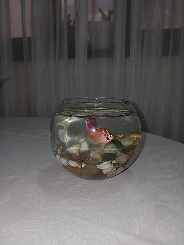 akvarium yumru: Şüşə akvarium + 2 balıq dəsti.aksesuarlari daxil - Dairəvi şüşə — 2
