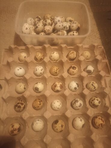 корм животным: Инкубационные яйца перепелов в Оше.Селекционные перепела: помесь