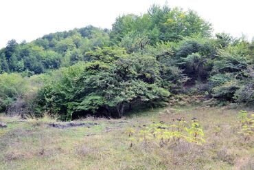 Torpaq sahələrinin satışı: 80 sot, Biznes üçün, Barter mümkündür, Kupça (Çıxarış) — 16