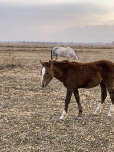 Лошади, кони: Продаю | Кобыла (самка) | Рабочий — 10