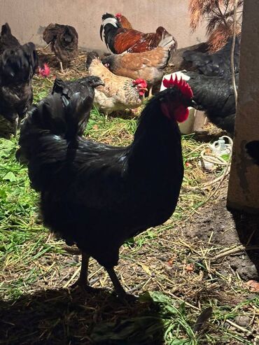 Digər quşlar: Avstralorp xoruzları 40 azn. Kend xoruzları 20 azn 6 aylig Satılır ya — 8