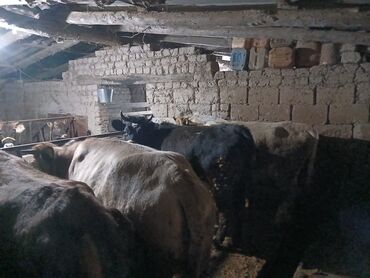 Коровы, быки: Продаю | Корова (самка), Бык (самец), Музоо, торпок | На забой, Для разведения, Для молока | Осеменитель, Привязанные at lalafo.kg — 6 Коровы, быки: Продаю | Корова (самка), Бык (самец), Музоо, торпок | На забой, Для разведения, Для молока | Осеменитель, Привязанные — 6