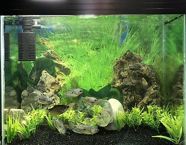 Аквариумы: Akvaryum komplekti her şey daxil 200 azn — 1