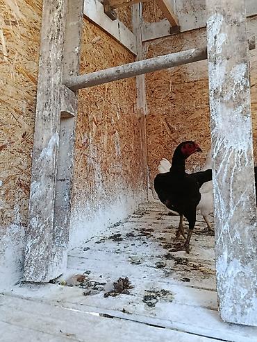 Куры, петухи: Продаю | Куры | На забой, Несушки, Для боев — 2