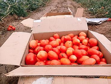 овощи цена: Помидоры Сливки — 3