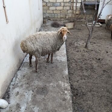 Qoyunlar, qoçlar: Qoyunlar kim wekilde satılır 1qoc 6qoyun var — 5