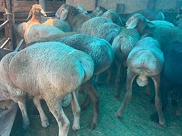ало тоо: Продаю | Баран (самец) | Гиссарская, Арашан | На забой — 4