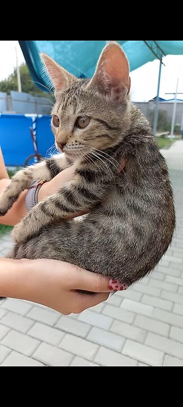 Мышыктар: Полосатый котёнок (окрас tabby) с крупными выразительными глазами и — 2