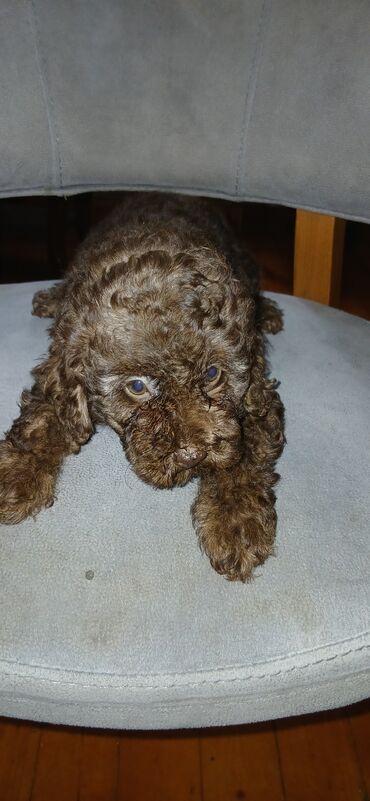 İtlər: Pudel, 1 ay