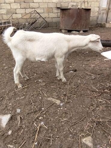 Keçi, çəpiş: Keçilər dəsti satılır – ümumi 6 baş • 1 baş hələpnən × sanen dönməsi — 5