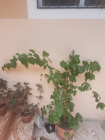 epimedium bitkisi satisi: Böyük ölçülü saksı bitkisi – hibiskus (Çin qızılgülü) - Növ: Hibiskus — 3