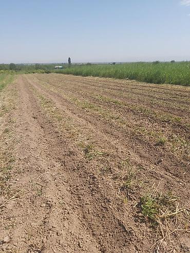 Малина: Продается участок 1 гектар!!! Из которого 60 сотых посажена малина 40 at lalafo.kg — 9 Малина: Продается участок 1 гектар!!! Из которого 60 сотых посажена малина 40 — 9