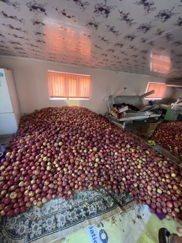 блоки питания 1: Яблоки Крипсон, Оптом