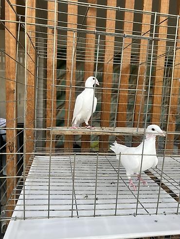 индюк бишкек: Пара две тысячи есть 4 пары звоните плодные не больные — 1