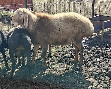 Баран, овца: Продаю | Баран (самец) | Арашан | Для разведения — 5