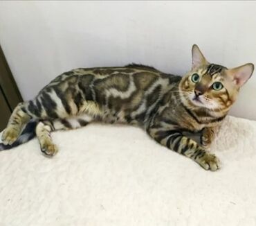 бенгальский кот: Вязка .Предлагается породистый кот на вязку Шикарный самец чисто