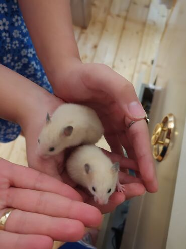 hamster evi: Salam, iki eded mehriban Siriya Hamster satilir, ayri alsas biri 7