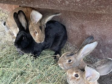 Кролики: Продаю | Крольчиха (самка) | Фландр | На забой, Для разведения | Племенные