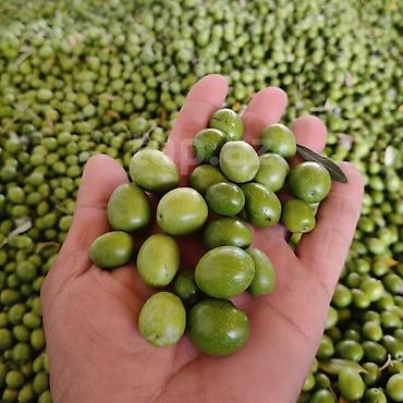 melixor nədir: 1kg - 2.5 azn Sifarişle yığılır neçe kilo lazımdırsa deyirsiz — 1