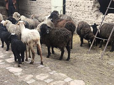 Баран, овца: Продаю | Овца (самка) | Полукровка | Для разведения | Матка — 4