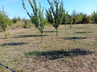 Građevinarstvo i rekonstrukcija: U ponudi su profesionalne hortikulturne usluge koje uključuju košenje — 5