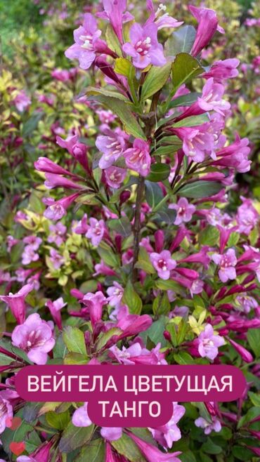 Декоративные деревья: Декоративные кустарники для сада! - спирея японская - спирея -спирея — 5