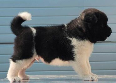 Psi: Američka Akita, štenci Odgajivacnica TOP WINNER PUPPY sa ponosom — 3