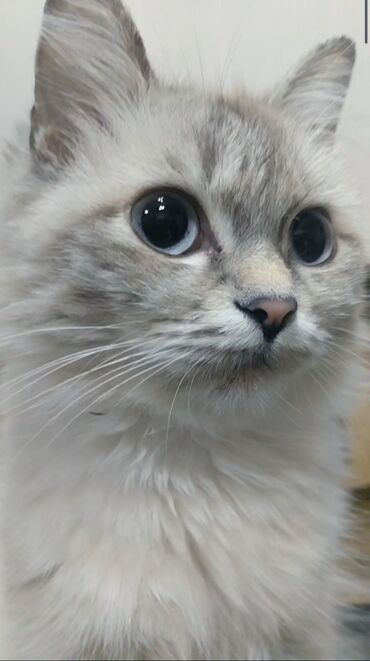 купить тайскую кошку: Кошечка породы Невская Маскарадная возраст 7 месяцев, беременная