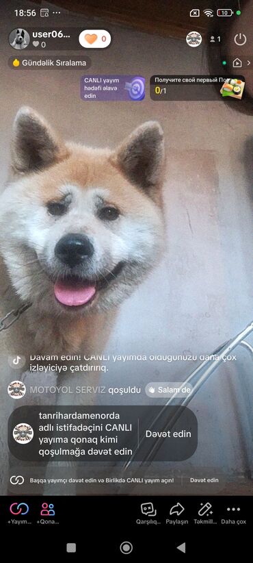 Gəmiricilər: Akita-inu, 10 il, Dişi, Peyvəndli, Ünvandan götürmə