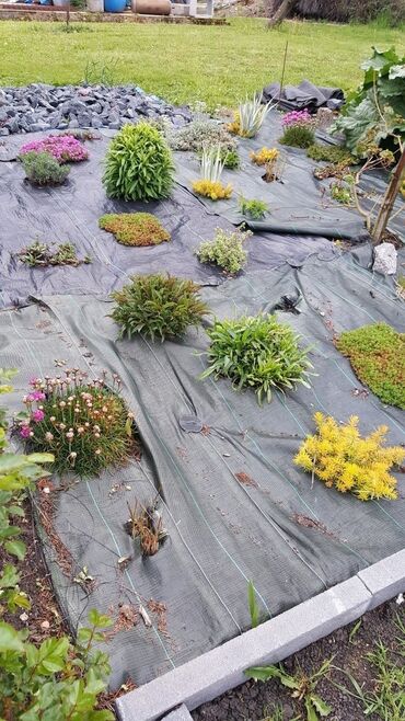 инкубатор луппер: 🌲 Пересадка и уход за хвойными растениями 🌲 Выкапываю и пересаживаю