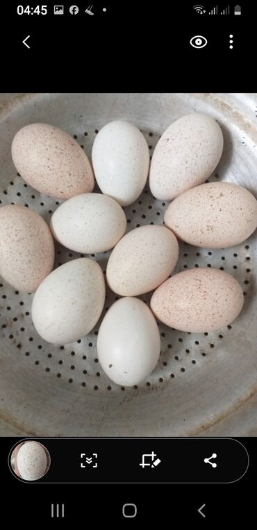 ayam cemani yumurtası: Ünvandan götürmə