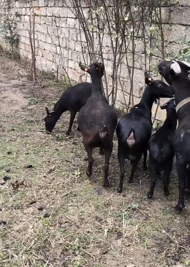 Keçi, çəpiş: Təmiz orginal murciyano keçiləri yetik boğazdılar 6 dənə keçidi — 7