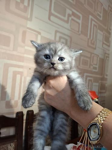 Pişiklər: Fars, Dişi, Ünvandan götürmə — 12